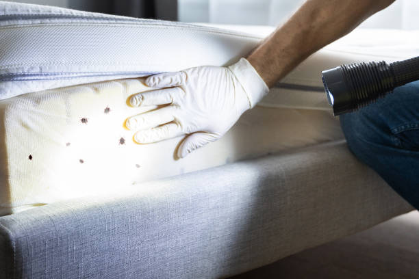 Best Flea Control Services  in Richmond, UT