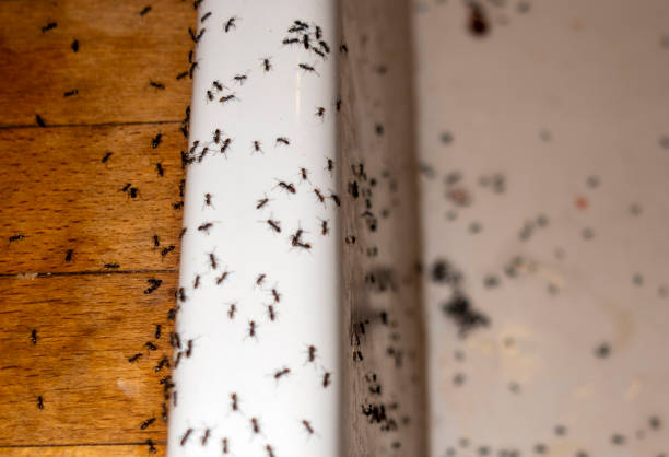 Best Best Pest Control Companies  in Richmond, UT